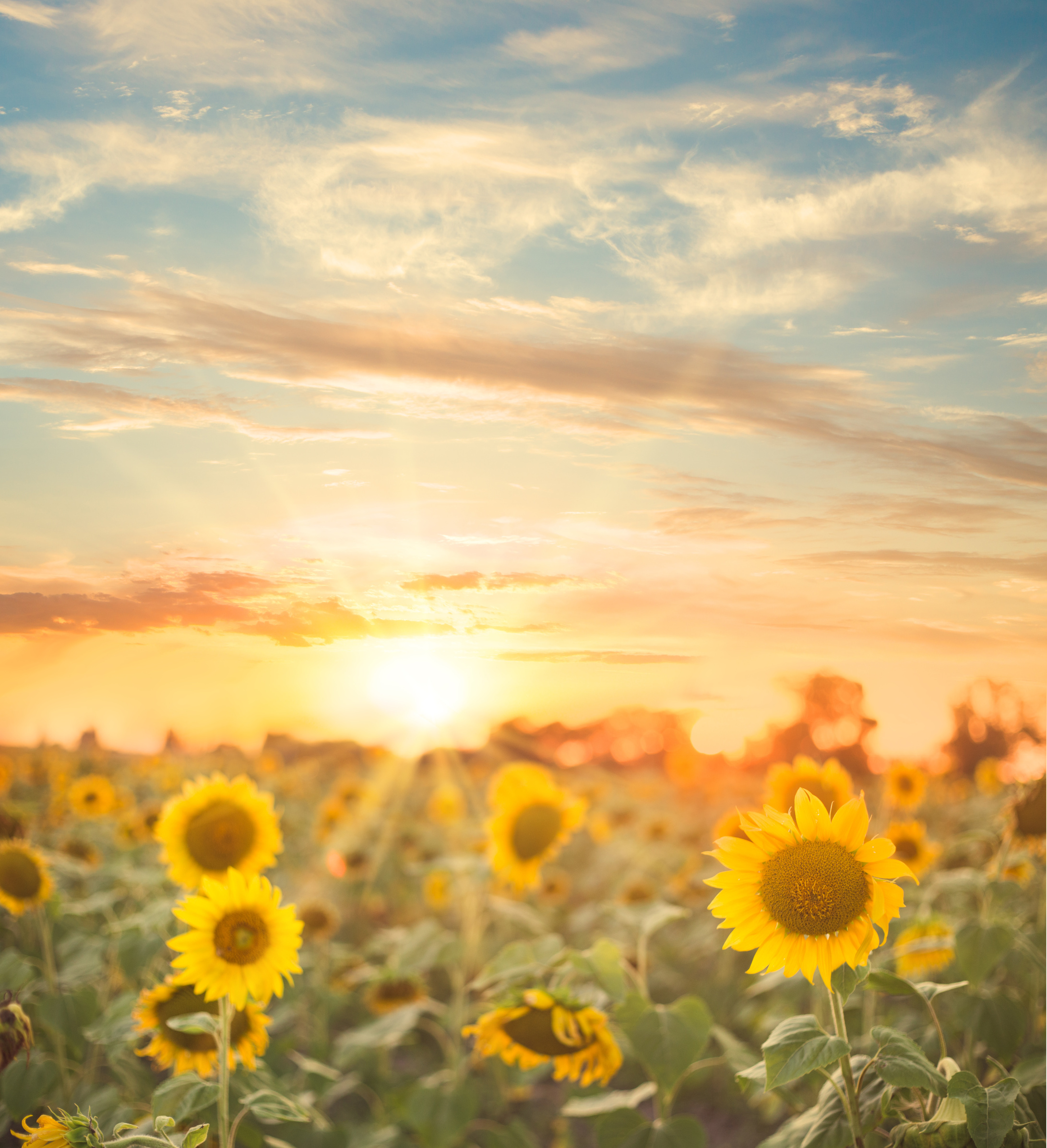 Sunflower Field.